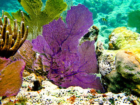 GC13_Bahia_Tamarindo_Isla_De_Culebra_Spanish_Virgin_Islands_27x36