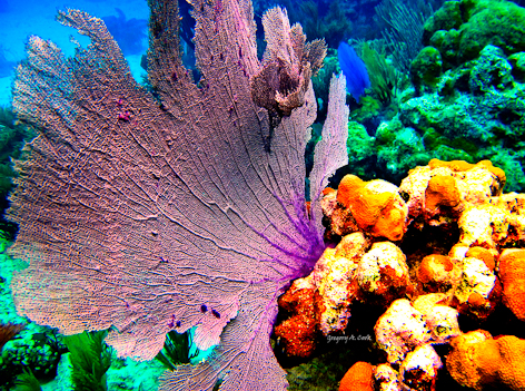 GC14_Bahia_Tamarindo_Isla_De_Culebra_Spanish_Virgin_Islands_27x36-2