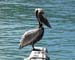 BVIs 2007 pelican